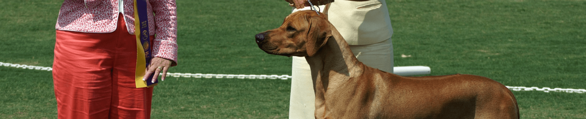 Rhodesian Ridgeback
